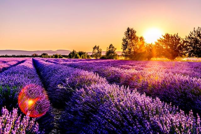 A field of lavender
